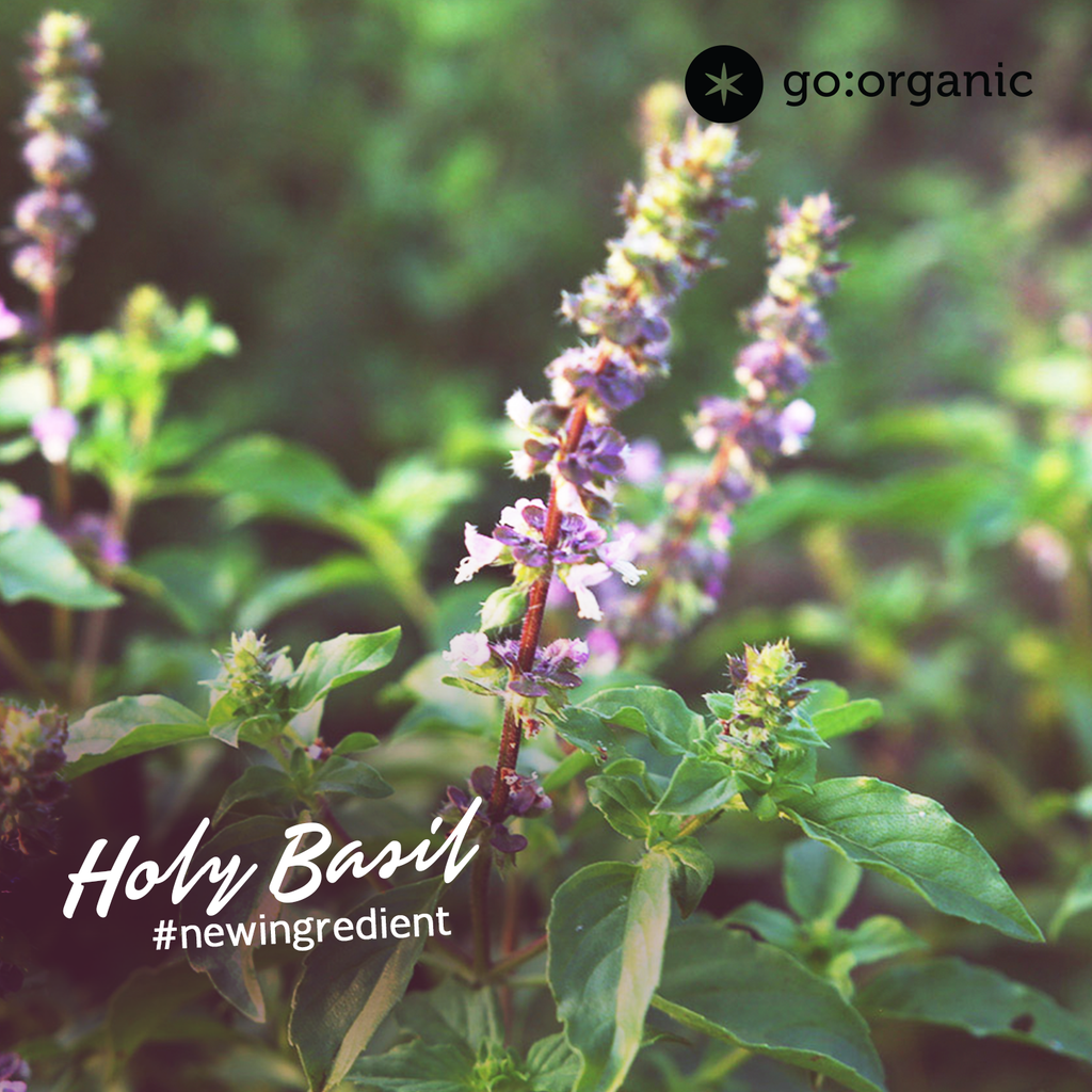 Holy Basil - A miracle herb