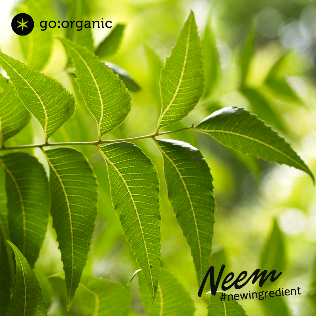 Neem - Antifungal and Anti bacterial